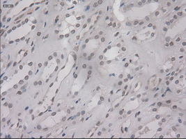 IL3 Antibody - Immunohistochemical staining of paraffin-embedded kidney using anti-IL-3 mouse monoclonal antibody.