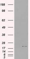 IL3 Antibody - HEK293T cells were transfected with the pCMV6-ENTRY control (Left lane) or pCMV6-ENTRY IL-3 (Right lane) cDNA for 48 hrs and lysed. Equivalent amounts of cell lysates (5 ug per lane) were separated by SDS-PAGE and immunoblotted with anti-IL-3.