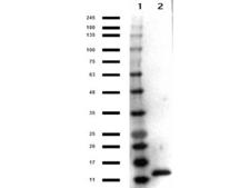 IL3 Antibody - Western Blot results of Rabbit Anti-IL-3 Peroxidase Conjugated Antibody. Lane 1: Opal Prestained Molecular Weight Ladder  Lane 2: IL-3. Load: 50ng. Primary Antibody: Rabbit Anti-IL-3 at 1µg/mL overnight at 4°C. Secondary Antibody: none.BlockOut for 30 min at RT.