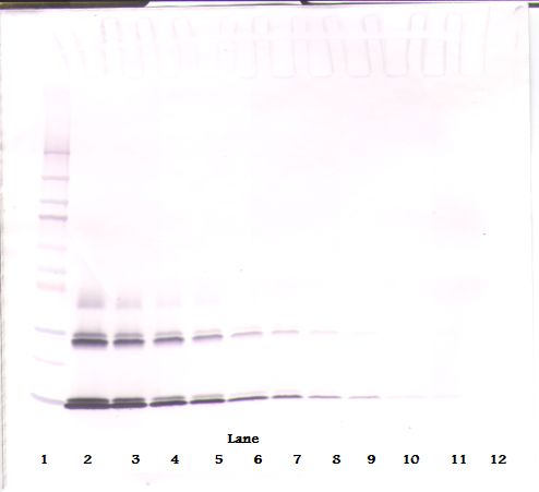 IL3 Antibody - Western Blot (non-reducing) of IL-3 antibody. This image was taken for the unconjugated form of this product. Other forms have not been tested.