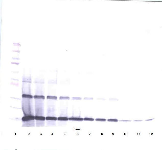 IL3 Antibody - Anti-Murine IL-3 Western Blot Reduced