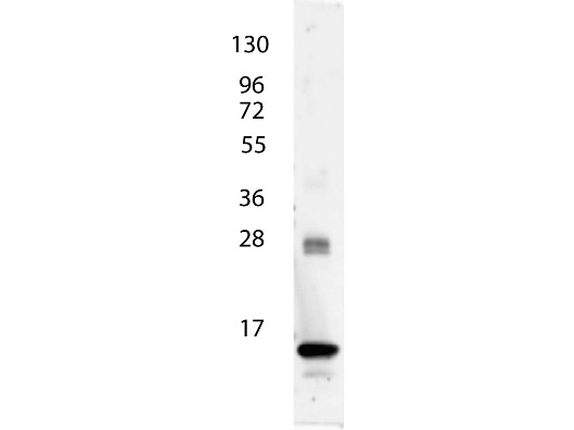 IL3 Antibody - Anti-IL-3 Antibody - Western blot. anti-Human IL-3 antibody shows detection of a band ~15 kD in size corresponding to recombinant human IL-3. The identity of the faint higher molecular weight band may represent a homodimer. Molecular weight markers are also shown (left). After transfer, the membrane was blocked overnight with 3% BSA in TBS followed by reaction with primary antibody at a 1:1000 dilution. Detection occurred using peroxidase conjugated anti-Rabbit IgG (LS-C60865) secondary antibody diluted 1:40000 in blocking buffer (p/n MB-070) for 30 min at RT followed by reaction with FemtoMax chemiluminescent substrate. Image was captured using VersaDoc MP 4000 imaging system (Bio-Rad).