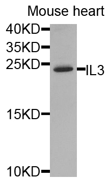 IL3 Antibody - Western blot analysis of extracts of mouse heart.