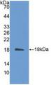 IL31 Antibody - Western Blot; Sample: Recombinant IL31, Mouse.