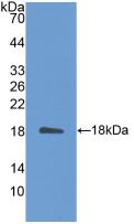 IL31 Antibody - Western Blot; Sample: Recombinant IL31, Mouse.