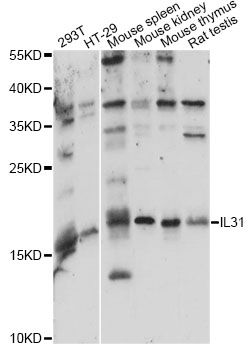 IL31 Antibody - Western blot analysis of extracts of various cell lines, using IL31 antibody at 1:1000 dilution. The secondary antibody used was an HRP Goat Anti-Rabbit IgG (H+L) at 1:10000 dilution. Lysates were loaded 25ug per lane and 3% nonfat dry milk in TBST was used for blocking. An ECL Kit was used for detection and the exposure time was 90s.