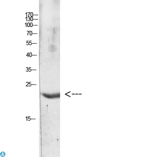 IL31 Antibody - Western blot analysis of Hela Cell Lysate. Secondary antibody was diluted at 1:20000.