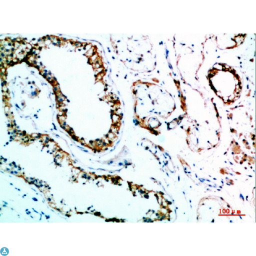 IL31 Antibody - Immunohistochemical analysis of paraffin-embedded human-testis, antibody was diluted at 1:200.