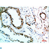 IL31 Antibody - Immunohistochemical analysis of paraffin-embedded human-testis, antibody was diluted at 1:200.