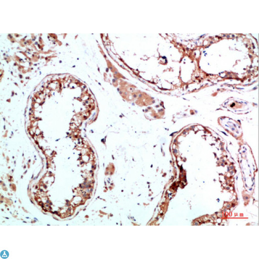 IL31 Antibody - Immunohistochemical analysis of paraffin-embedded human-testis, antibody was diluted at 1:200.