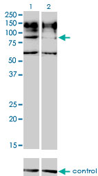 IL31RA Antibody - Western blot of IL31RA over-expressed 293 cell line, cotransfected with IL31RA Validated Chimera RNAi (Lane 2) or non-transfected control (Lane 1). Blot probed with IL31RA monoclonal antibody, clone 3A10. GAPDH ( 36.1 kD ) used as specificity and loading control.