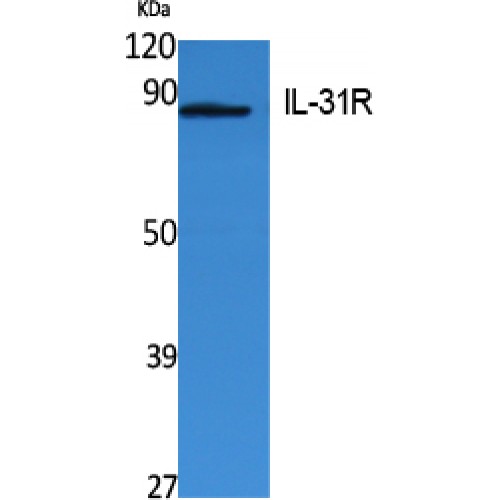 IL31RA Antibody - Western blot of IL-31Ralpha antibody