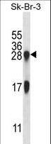 IL32 Antibody - IL32 Antibody western blot of SK-BR-3 cell line lysates (35 ug/lane). The IL32 antibody detected the IL32 protein (arrow).