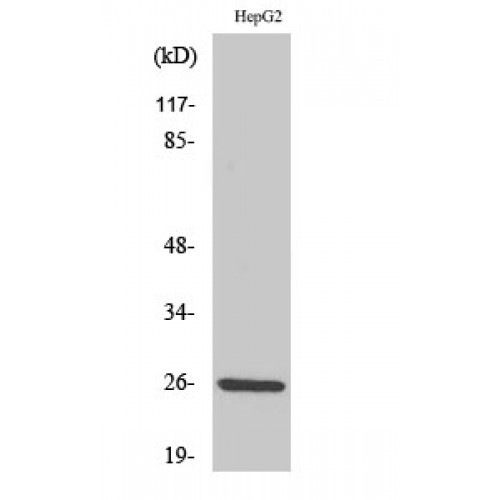IL32 Antibody - Western blot of IL-32 antibody