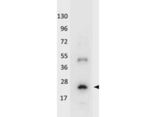 IL32 Antibody - Western blot using HRP conjugated anti-Human IL-32A antibody shows detection of a band ~19 kDa in size corresponding to recombinant human IL-32A. The identity of the higher molecular weight band is unknown. Molecular weight markers are shown (left). After transfer, the membrane was blocked with 3% BSA in TBS followed by reaction with antibody at a 1:5,000 dilution for 30 min at room temperature. Detection occurred using TMB substrate.