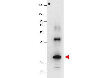 IL32 Antibody - Anti-Human IL-33 Antibody - Western Blot. Western blot of anti-Human IL-32A antibody shows detection of a band ~19 kD in size corresponding to recombinant human IL-32A (lane 1). The identity of the higher molecular weight band is unknown. Molecular weight markers are also shown (M). After transfer, the membrane was blocked overnight with 3% BSA in TBS followed by reaction with primary antibody at a 1:1000 dilution. Detection occurred using peroxidase conjugated anti-Rabbit IgG (LS-C60865) secondary antibody diluted 1:40000 in blocking buffer (p/n MB-070) for 30 min at RT followed by reaction with FemtoMax chemiluminescent substrate. Image was captured using VersaDoc MP 4000 imaging system (Bio-Rad).