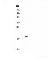 IL32 Antibody - Western blot - Anti-IL32 Picoband antibody