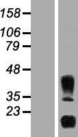IL32 Protein - Western validation with an anti-DDK antibody * L: Control HEK293 lysate R: Over-expression lysate
