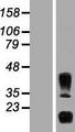 IL32 Protein - Western validation with an anti-DDK antibody * L: Control HEK293 lysate R: Over-expression lysate