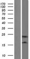 IL32 Protein - Western validation with an anti-DDK antibody * L: Control HEK293 lysate R: Over-expression lysate