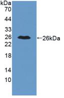 IL34 Antibody - Western Blot; Sample: Recombinant IL34, Mouse.