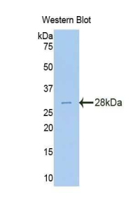 IL34 Antibody - Western blot of recombinant IL34.  This image was taken for the unconjugated form of this product. Other forms have not been tested.