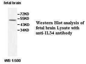 IL34 Antibody