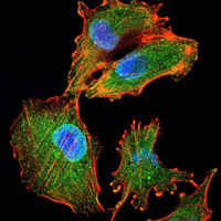 IL34 Antibody - Immunofluorescence of U251 cells using IL34 mouse monoclonal antibody (green). Blue: DRAQ5 fluorescent DNA dye. Red: Actin filaments have been labeled with Alexa Fluor-555 phalloidin.