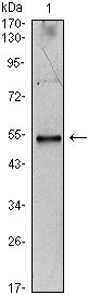 IL34 Antibody - IL-34 Antibody in Western Blot (WB)