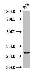 IL34 Antibody - Western Blot Positive WB detected in: PC-3 whole cell lysate All lanes: IL34 antibody at 4µg/ml Secondary Goat polyclonal to rabbit IgG at 1/50000 dilution Predicted band size: 28 kDa Observed band size: 28 kDa