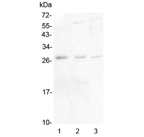 IL34 Antibody - Western blot testing of 1) human placenta, 2) rat brain and 3) mouse brain lysate with IL-34 antibody at 0.5ug/ml. Predicted molecular weight ~26 kDa, secreted as an ~39 kDa homodimer that may be glycosylated.