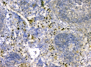 IL34 Antibody - IHC staining of FFPE mouse spleen tissue with IL-34 antibody at 1ug/ml. HIER: boil tissue sections in pH6, 10mM citrate buffer, for 10-20 min and allow to cool before testing.