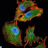 IL34 Antibody - Immunofluorescence (IF) analysis of U251 cells using IL-34 Monoclonal Antibody (green). Blue: DRAQ5 fluorescent DNA dye. Red: Actin filaments have been labeled with Alexa Fluor-555 phalloidin.