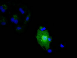 IL36A Antibody - Anti-IL1F6 mouse monoclonal antibody  immunofluorescent staining of COS7 cells transiently transfected by pCMV6-ENTRY IL1F6.