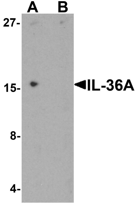 IL36A Antibody - Western blot analysis of IL-36A in MCF7 cell lysate with IL-36A antibody at 1 ug/ml in (A) the absence and (B) the presence of blocking peptide.
