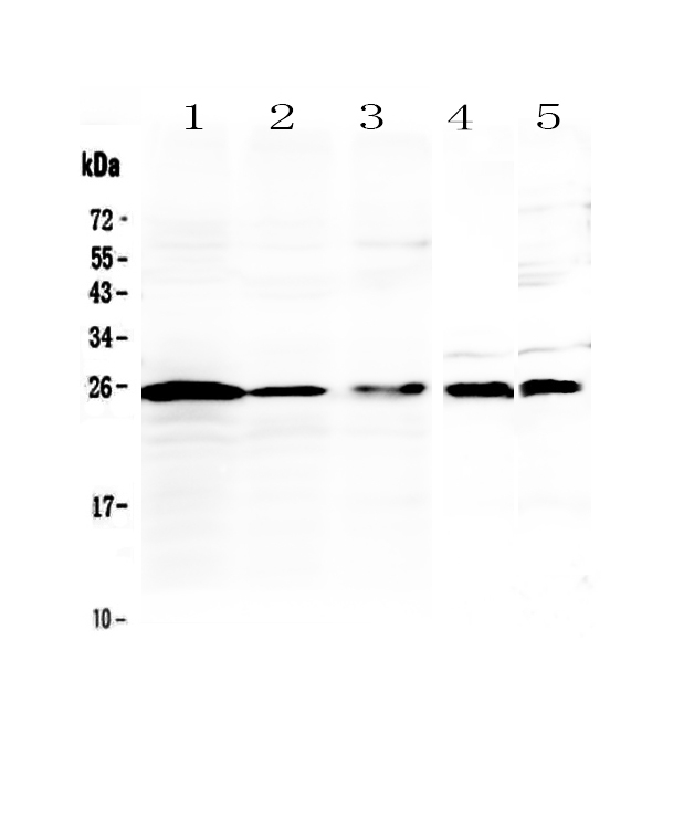 IL36A Antibody - Western blot - Anti-IL36 alpha Picoband Antibody