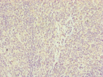 IL36A Antibody - Immunohistochemistry of paraffin-embedded human tonsil tissue at dilution of 1:100