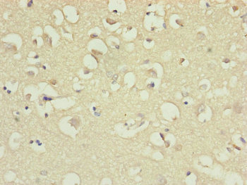 IL36A Antibody - Immunohistochemistry of paraffin-embedded human brain tissue at dilution of 1:100