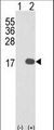 IL36B Antibody - Western blot of IL1F8 (arrow) using rabbit polyclonal IL1F8 Antibody. 293 cell lysates (2 ug/lane) either nontransfected (Lane 1) or transiently transfected with the IL1F8 gene (Lane 2).