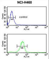 IL36B Antibody - IL1F8 Antibody flow cytometry of NCI-H460 cells (bottom histogram) compared to a negative control cell (top histogram). FITC-conjugated goat-anti-rabbit secondary antibodies were used for the analysis.
