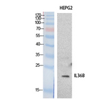 IL36B Antibody - Western Blot analysis of extracts from HepG2 cells using IL36B Antibody.