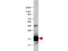 IL36RN / IL1F5 Antibody - Anti-Bovine IL-1F5 Antibody - Western Blot. Western blot of Protein-A Purified anti-bovine IL-1F5 antibody shows detection of recombinant bovine IL-1F5 at 17.1 kD (arrowhead) raised in yeast. The identity of the band at 36 kD is not known. The protein was purified and resolved by SDS-PAGE, then transferred to PVDF membrane. Membrane was blocked with 3% BSA (BSA-30, diluted 1:10), and probed with 1 ug/mL primary antibody overnight at 4C. After washing, membrane was probed with IRDye800 Conjugated Goat Anti-Rabbit IgG ( for 45 min at room temperature.