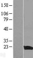 IL36RN / IL1F5 Protein - Western validation with an anti-DDK antibody * L: Control HEK293 lysate R: Over-expression lysate