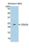 IL37 Antibody - Western blot of recombinant IL37.  This image was taken for the unconjugated form of this product. Other forms have not been tested.