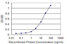 IL37 Antibody - Detection limit for recombinant GST tagged IL1F7 is 0.3 ng/ml as a capture antibody.