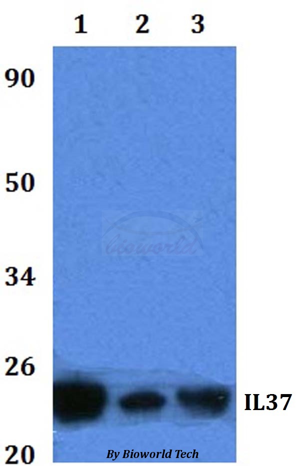 IL37 Antibody - Western blot of IL37 antibody at 1:500 dilution. Lane 1: DLD whole cell lysate. Lane 2: Raw264.7 whole cell lysate. Lane 3: H9C2 whole cell lysate.