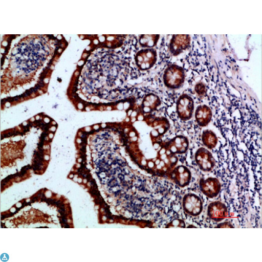 IL37 Antibody - Immunohistochemical analysis of paraffin-embedded human-small-intestine, antibody was diluted at 1:200.