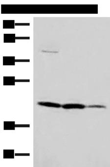 IL37 Antibody - Western blot analysis of A549 HT29 and Raji cell lysates  using IL37 Polyclonal Antibody at dilution of 1:650