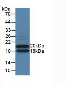 IL3RA / CD123 Antibody - Western Blot; Sample: Recombinant IL3Ra, Mouse.