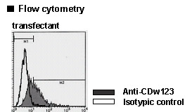 IL3RA / CD123 Antibody -  This image was taken for the unconjugated form of this product. Other forms have not been tested.